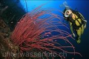Taucherin mit Strauch-Rutengorgonie (Terbang, Banda-See, Indonesien) - Scubadiver and Soft Coral (Terbang, Banda-Sea, Indonesia)