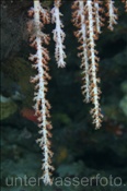 Hängende Weichkoralle (Spongodes imbricans) in Riffspalte (Terbang, Banda-See, Indonesien) - Soft Coral (Terbang, Banda-Sea, Indonesia)