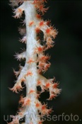 Hängende Weichkoralle (Spongodes imbricans) in Riffspalte (Terbang, Banda-See, Indonesien) - Soft Coral (Terbang, Banda-Sea, Indonesia)