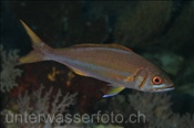 Kleiner Jobfisch (Aphareus furca), (Terbang, Banda-See, Indonesien) - Small toothed Jobfish (Terbang, Banda-Sea, Indonesia)
