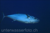 Hundezahn Thunfisch (Gymnosarda unicolor), (Terbang, Banda-See, Indonesien) - Dogtooth Tuna (Terbang, Banda-Sea, Indonesia)