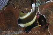 Pazifik-Wimpelfisch (Heniochus chrysostomus), (Terbang, Banda-See, Indonesien) - Pennant Bannerfish (Terbang, Banda-Sea, Indonesia)