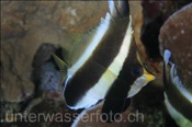 Pazifik-Wimpelfisch (Heniochus chrysostomus), (Terbang, Banda-See, Indonesien) - Pennant Bannerfish (Terbang, Banda-Sea, Indonesia)