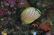 Orangestreifen-Falterfisch (Chaetodon ornatissimus), (Terbang, Banda-See, Indonesien) - Ornate Butterflyfish (Terbang, Banda-Sea, Indonesia)