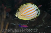 Orangestreifen-Falterfisch (Chaetodon ornatissimus), (Terbang, Banda-See, Indonesien) - Ornate Butterflyfish (Terbang, Banda-Sea, Indonesia)