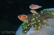 Halsband-Anemonenfische (Amphiprion perideraion) mit Anemone (Terbang, Banda-See, Indonesien) - Pink Anemonefish (Terbang, Banda-Sea, Indonesia)