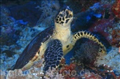 Echte Karettschildkröte (Eretmochelys imbricata), (Nila, Banda-See, Indonesien) - Hawksbill Turtle (Nila, Banda-Sea, Indonesia)