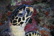 Echte Karettschildkröte (Eretmochelys imbricata), (Nila, Banda-See, Indonesien) - Hawksbill Turtle (Nila, Banda-Sea, Indonesia)