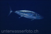 Hundezahn Thunfisch (Gymnosarda unicolor), (Nila, Banda-See, Indonesien) - Dogtooth Tuna (Nila, Banda-Sea, Indonesia)