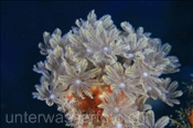 Röhrenkoralle (Clavularia sp.), (Nila, Banda-See, Indonesien) - Flower Soft Coral (Nila, Banda-Sea, Indonesia)