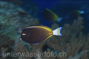Goldrand-Doktorfisch (Acanthurus nigricans), (Nila, Banda-See, Indonesien) - Velvet Surgeonfish (Nila, Banda-Sea, Indonesia)