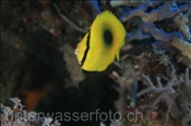 Einfleck-Falterfisch (Chaetodon speculum), (Nila, Banda-See, Indonesien) - Mirror Butterflyfish (Nila, Banda-Sea, Indonesia)