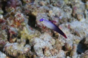Dekor-Schwertgrundel (Nemateleotris decora), (Nila, Banda-See, Indonesien) - Elegant Firefish (Nila, Banda-Sea, Indonesia)
