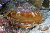 Stachelauster (Spondylus varians), (Nila, Banda-See, Indonesien) - Thorny Oyster (Nila, Banda-Sea, Indonesia)