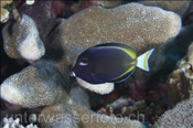 Goldrand-Doktorfisch (Acanthurus nigricans), (Nila, Banda-See, Indonesien) - Velvet Surgeonfish / Whitecheek Surgeonfish (Nila, Banda-Sea, Indonesia)