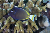 Goldrand-Doktorfisch (Acanthurus nigricans), (Nila, Banda-See, Indonesien) - Velvet Surgeonfish / Whitecheek Surgeonfish (Nila, Banda-Sea, Indonesia)