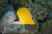 Gelber Masken-Pinzettfisch (Forcipiger flavissimus), (Nila, Banda-See, Indonesien) - Longnose Butterflyfish (Nila, Banda-Sea, Indonesia)