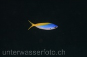 Gelber Blaurücken Füslilier (Caesio teres), (Nila, Banda-See, Indonesien) - Yellow and Blueback Fusilier (Nila, Banda-Sea, Indonesia)