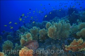 Korallenriff bei aktivem Vulkan (Gili Manuk, Banda-See, Indonesien) - Coral Reef on active vulcano (Gili Manuk, Banda-Sea, Indonesia)