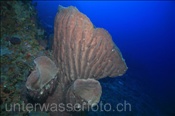 Grosser Fass Schwamm (Xestospongia testudinaria), (Gili Manuk, Banda-See, Indonesien) - Barrel Sponge (Gili Manuk, Banda-Sea, Indonesia)