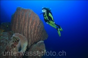 Taucherin mit Grossem Fass-Schwamm (Xestospongia testudinaria), (Gili Manuk, Banda-See, Indonesien) - Scuba diver and Barrel Sponge (Gili Manuk, Banda-Sea, Indonesia)