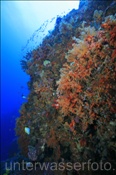 Farbenprächtiges Korallenriff bei aktivem Vulkan (Gili Manuk, Banda-See, Indonesien) - Colourful coral reef on active vulcano (Gili Manuk, Banda-Sea, Indonesia)
