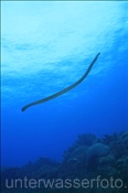 Der Halbgebänderte Plattschwanz (Laticauda semifasciata) ist die häufigste Seeschlangenart um Gili Manuk (Gili Manuk, Banda-See, Indonesien) - Black-banded Sea Krait (Gili Manuk, Banda-Sea, Indonesia)