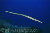 Der Halbgebänderte Plattschwanz (Laticauda semifasciata) ist die häufigste Seeschlangenart um Gili Manuk (Gili Manuk, Banda-See, Indonesien) - Black-banded Sea Krait (Gili Manuk, Banda-Sea, Indonesia)