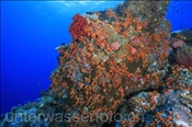 Farbenprächtiges Korallenriff bei aktivem Vulkan (Gili Manuk, Banda-See, Indonesien) - Colourful coral reef on active vulcano (Gili Manuk, Banda-Sea, Indonesia)