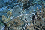 Halbgebänderter Plattschwanz (Laticauda semifasciata) schwimmt durch Korallenriff (Gili Manuk, Banda-See, Indonesien) - Black-banded Sea Krait (Gili Manuk, Banda-Sea, Indonesia)