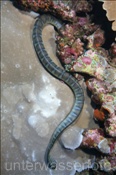 Halbgebänderter Plattschwanz (Laticauda semifasciata) auf Beutesuche im Riff  (Gili Manuk, Banda-See, Indonesien) - Black-banded Sea Krait (Gili Manuk, Banda-Sea, Indonesia)