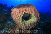 Grosser Fass Schwamm (Xestospongia testudinaria) mit Loch (Gili Manuk, Banda-See, Indonesien) - Barrel Sponge (Gili Manuk, Banda-Sea, Indonesia)
