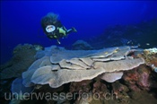 Taucherin mit Tischkoralle (Gili Manuk, Banda-See, Indonesien) - Scubadiver and Table Coral (Gili Manuk, Banda-Sea, Indonesia)