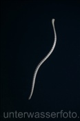 Halbgebänderte Plattschwanz-Seeschlange (Laticauda semifasciata) im Freiwasser (Gili Manuk, Banda-See, Indonesien) - Black-banded Sea Krait (Gili Manuk, Banda-Sea, Indonesia)