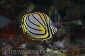 Schwarzstreifen-Falterfisch (Chaetodon meyeri), (Banda Neira, Banda-See, Indonesien) - Scrawled Butterflyfish (Banda Neira, Banda-Sea, Indonesia)