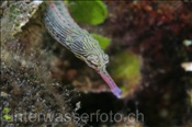 Liegende Seenadel (Corythoichthys naematopterus), (Banda Neira, Banda-See, Indonesien) - Messmate Pipefish / Reeftop Pipefish (Banda Neira, Banda-Sea, Indonesia)