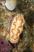 Prachtsternschnecke (Chromodoris coi), (Banda Neira, Banda-See, Indonesien) - Nudibranch (Banda Neira, Banda-Sea, Indonesia)