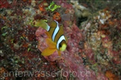Clarks Anemonenfisch (Amphiprion clarkii), (Banda Neira, Banda-See, Indonesien) - Clarks Clownfish / Yellowtail Clownfish / Anemonefish (Banda Neira, Banda-Sea, Indonesia)