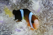 Clarks Anemonenfisch (Amphiprion clarkii) in weisser Anemone (Banda Neira, Banda-See, Indonesien) - Clarks Clownfish / Yellowtail Clownfish / Anemonefish (Banda Neira, Banda-Sea, Indonesia)