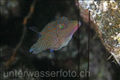 Papua-Spitzkopfkugelfisch (Canthigaster papua), (Banda Neira, Banda-See, Indonesien) - Papuan Toby (Banda Neira, Banda-Sea, Indonesia)