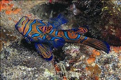 Mandarinfisch (Synchiropus splendidus / Pterosynchiropus splendidus), (Banda Neira, Banda-See, Indonesien) - Mandarinfish (Banda Neira, Banda-Sea, Indonesia)
