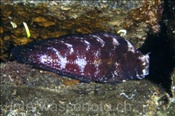 Der Juwelen Felshüpfer (Salarias fasciatus) gehört zur Familie der Schleimfische (Banda Neira, Banda-See, Indonesien) - Jewelled Blenny (Banda Neira, Banda-Sea, Indonesia)