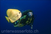 Taucherin mit Goldenem Fledermausfisch (Platax boersii), (Misool, Raja Ampat, Indonesien) - Scuba diver and Golden Batfish / Golden Spadefish (Misool, Raja Ampat, Indonesia)