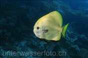 Goldener Fledermausfisch (Platax boersii), (Misool, Raja Ampat, Indonesien) - Golden Batfish / Golden Spadefish (Misool, Raja Ampat, Indonesia)