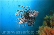 Gewöhnlicher Rotfeuerfisch (Pterois volitans), (Misool, Raja Ampat, Indonesien) - Common Lionfish (Misool, Raja Ampat, Indonesia)