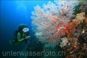 Taucherin mit Gorgonie (Misool, Raja Ampat, Indonesien) - Scubadiver and Fan Coral  (Misool, Raja Ampat, Indonesia)