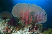 Die Korallenriffe von Raja Ampat zählen zu den schönsten und artenreichsten Riffen weltweit (Misool, Raja Ampat, Indonesien) - Beautyful Coral Reefs of Raja Ampat (Misool, Raja Ampat, Indonesia)