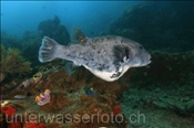 Blaupunkt-Kugelfisch (Arothron caeruleopunctatus) im Korallenriff (Misool, Raja Ampat, Indonesien) - Blue-spotted Puffer (Misool, Raja Ampat, Indonesia)