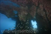 Höhle im Korallenriff (Misool, Raja Ampat, Indonesien) - Reef Cavern (Misool, Raja Ampat, Indonesia)