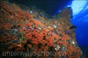 Die Korallenriffe von Raja Ampat zählen zu den schönsten und artenreichsten Riffen weltweit (Misool, Raja Ampat, Indonesien) - Beautyful Coral Reef of Raja Ampat (Misool, Raja Ampat, Indonesia)